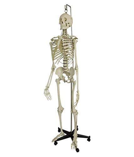 HUMAN SKELETON MODEL